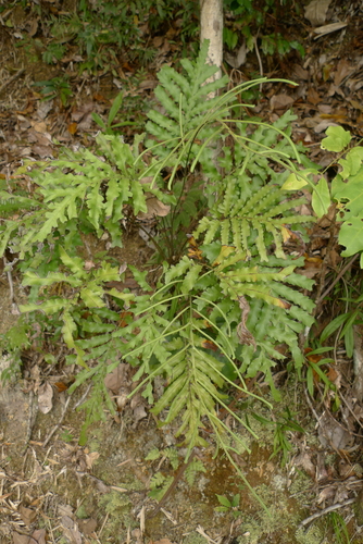 Blechnum moorei