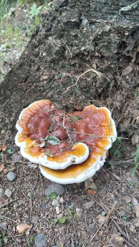Ganoderma sessile (Ganoderma sessile)
