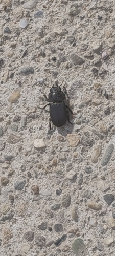 Lesser Stag Beetle