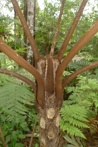 Sphaeropteris novae-caledoniae