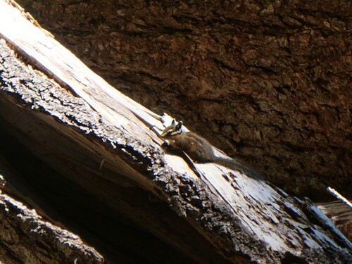 iNaturalist observation photo of Western Chipmunks