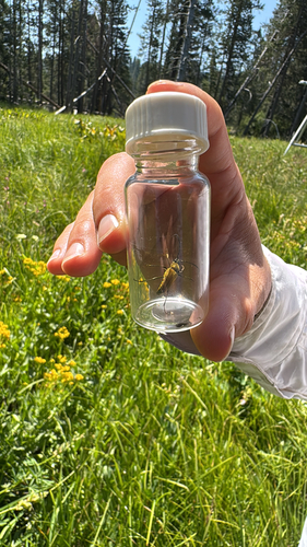 iNaturalist observation photo of Yellow Velvet Beetle