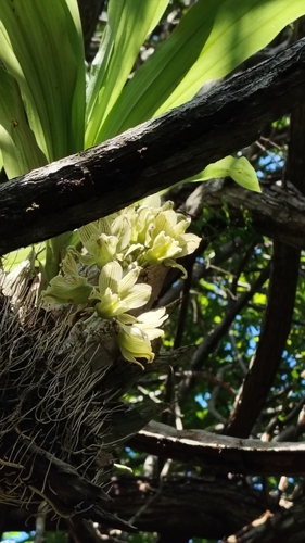 Clowesia dodsoniana (Clowesia dodsoniana)