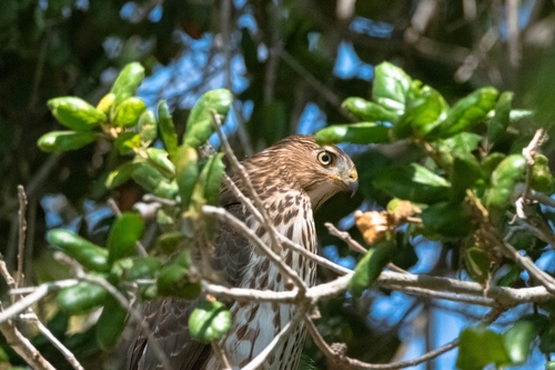 iNaturalist observation photo of Cooper's Hawk