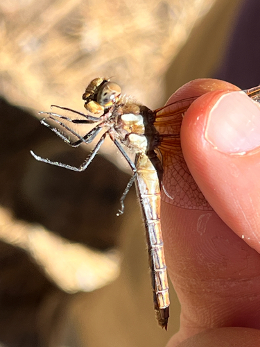 iNaturalist observation photo of Red-veined Meadowhawk
