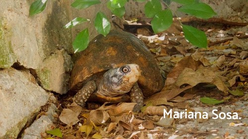 Yucatán Box Turtle