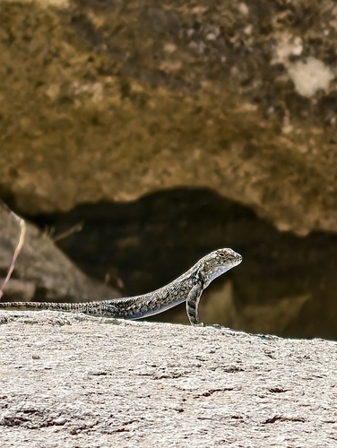 iNaturalist observation photo of Common Sagebrush Lizard