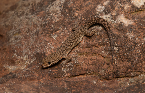 Uruguay Marked Gecko