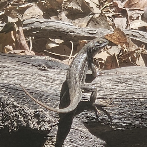 iNaturalist observation photo of Common Sagebrush Lizard