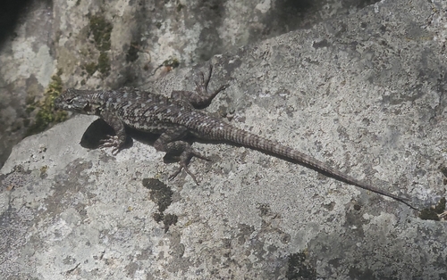 iNaturalist observation photo of Western Fence Lizard