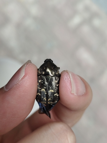 Protaetia brevitarsis