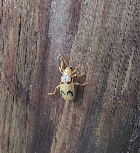 Diabrotica circulata (Diabrotica circulata)