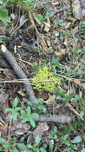 iNaturalist observation photo of wolf lichen