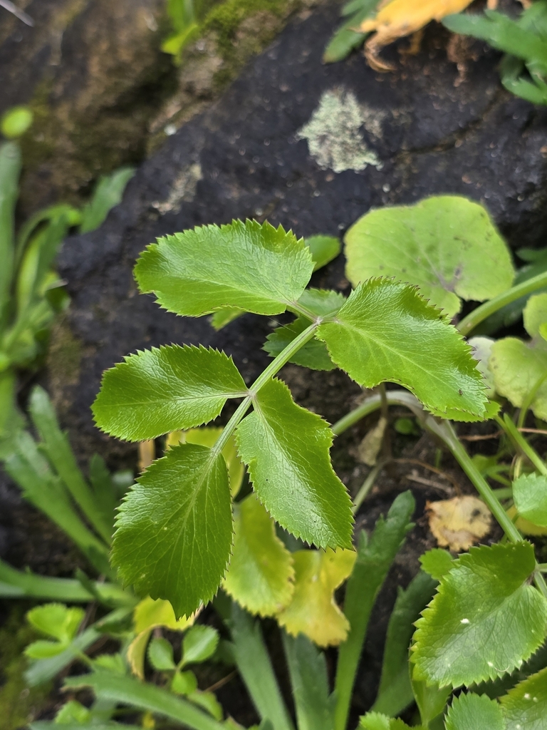 dandelion plant health benefits Dandelion Leaf Capsules main image 1