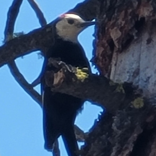 iNaturalist observation photo of White-headed Woodpecker