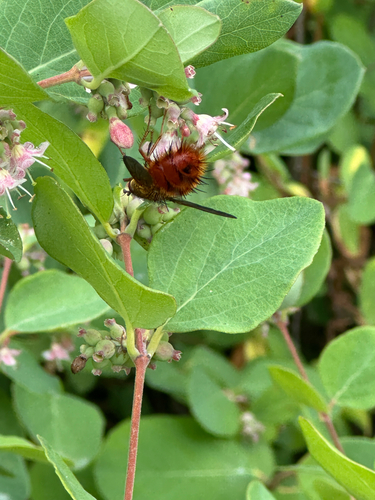 Unknown species found near Helena, MT, US