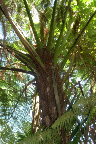 Cyathea stelligera