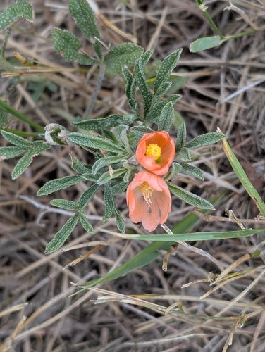 iNaturalist observation 2025-07-16