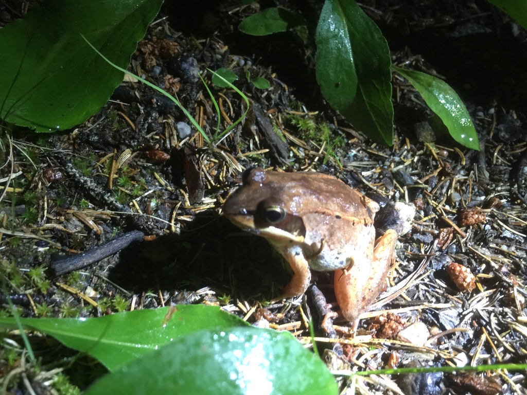 Wood Frog from Acadia National Park, Mount Desert, ME, US on September ...