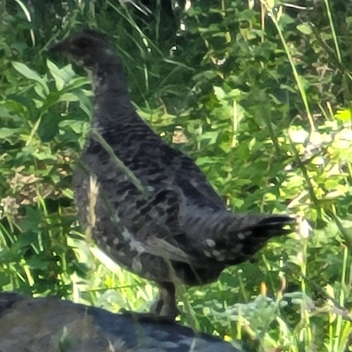 iNaturalist observation photo of Sooty Grouse