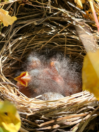 iNaturalist observation photo of Dark-eyed Junco