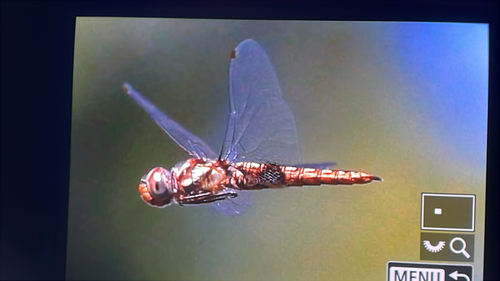 iNaturalist observation photo of Spot-winged Glider