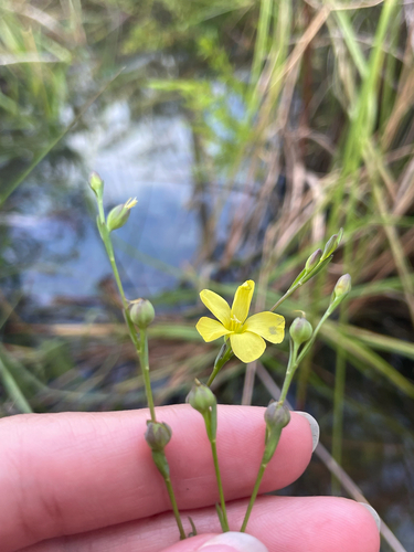 West's flax (Linum westii)