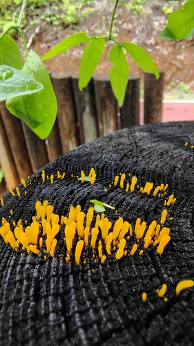 Fan-shaped Jelly Fungus (Dacrymyces spathularia)