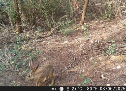 Mediterranean hare (Lepus mediterraneus) — Data Deficient Mammalia