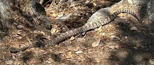 iNaturalist observation photo of Northern Pacific Rattlesnake