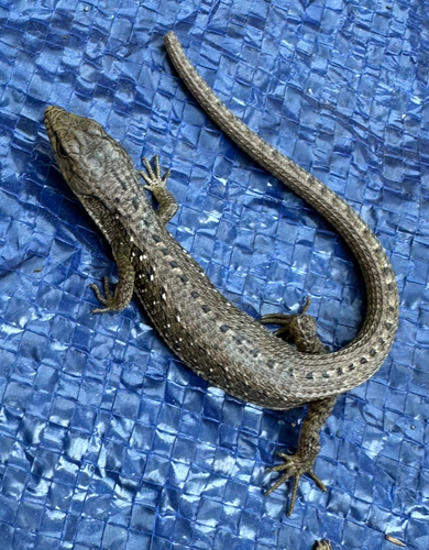 iNaturalist observation photo of Northern Alligator Lizard