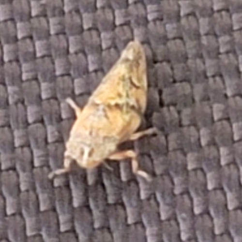 iNaturalist observation photo of True Hoppers