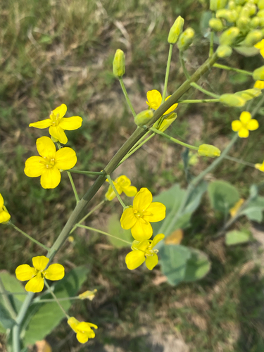 rapeseed