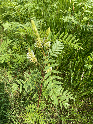 Wild Licorice