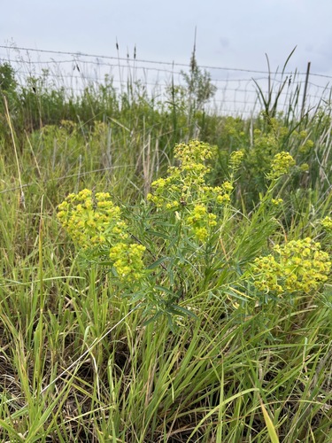 slender leafy spurge