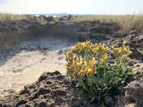 Limonium wrightii