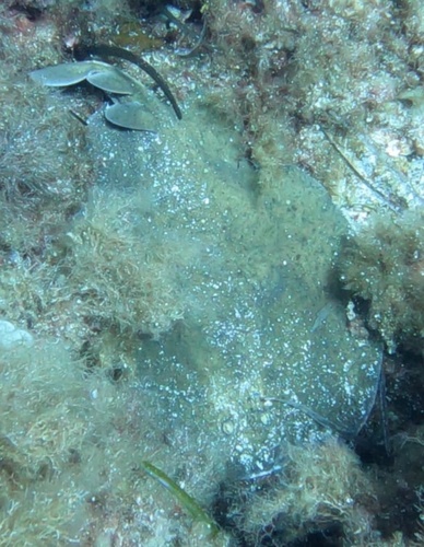 Torpedo marmorata