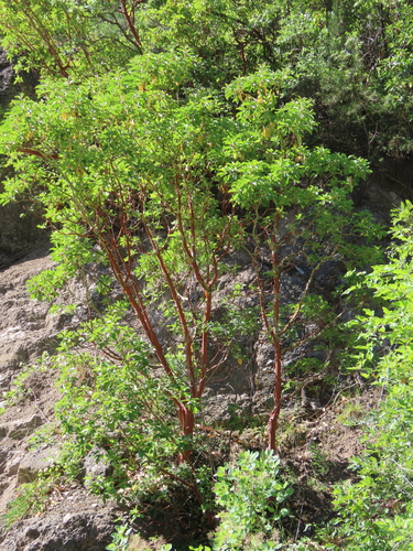 Greek strawberry-tree
