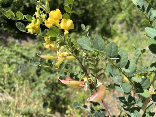 Colutea cilicica