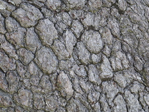 Bosnian pine