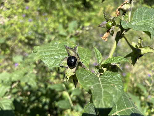Deadly Nightshade