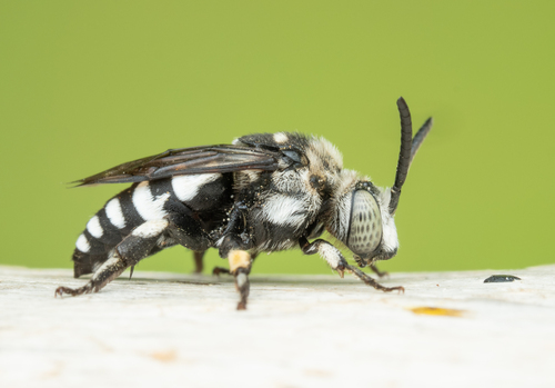 Thyreus pica