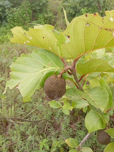 African peach