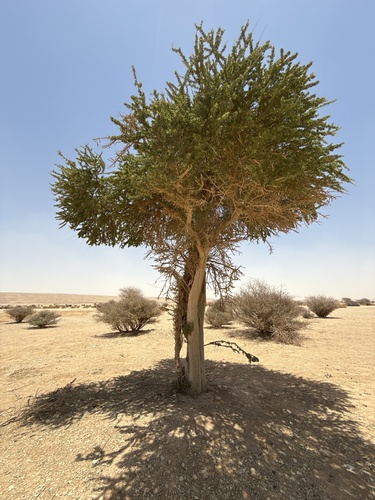 Maerua crassifolia