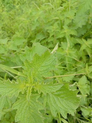 Wide Spikenard