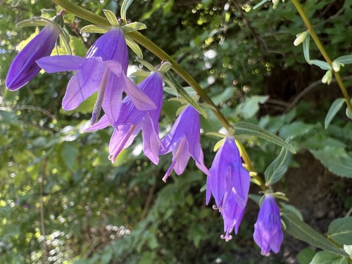 Creeping Bellflower