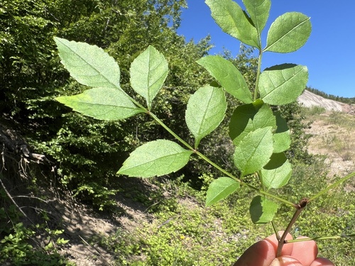 Narrow-leaved Ash
