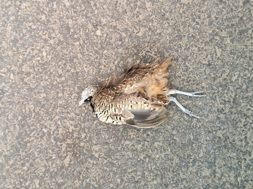 Barred Buttonquail
