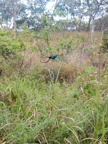 Hairy Golden Orb-weaving Spider