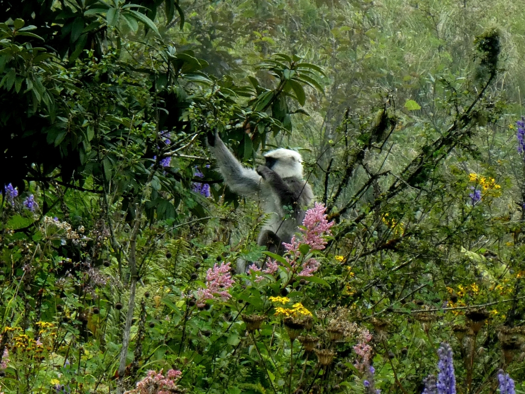 Himalayan Gray Langur from Dangsing, Nepal on October 1, 2019 at 11:18 ...